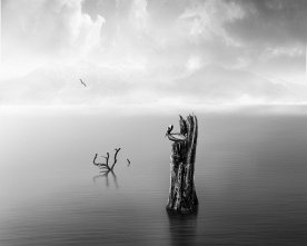 Pelican_on_Trunk_bw