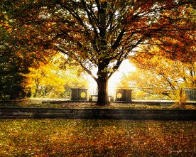 Herbsbaum im Park